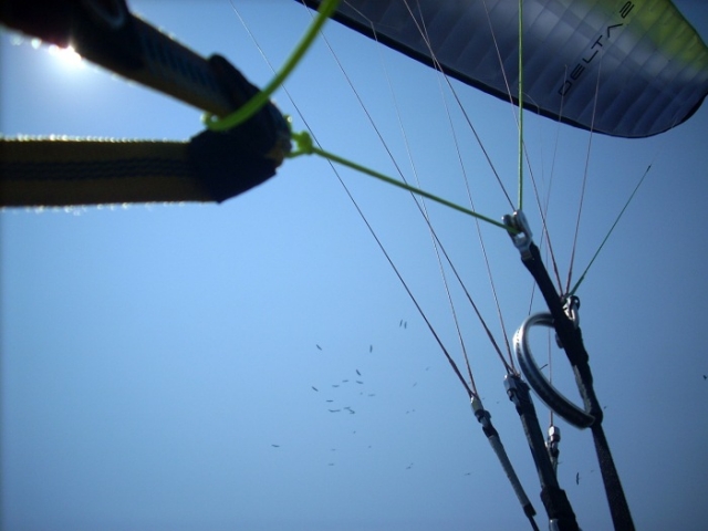 flying with storks